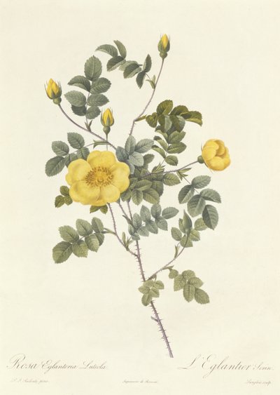 Rosa Eglanteria Luteola by Pierre Joseph Redouté
